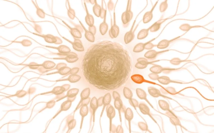 Oligospermia & Poor Sperm Motility