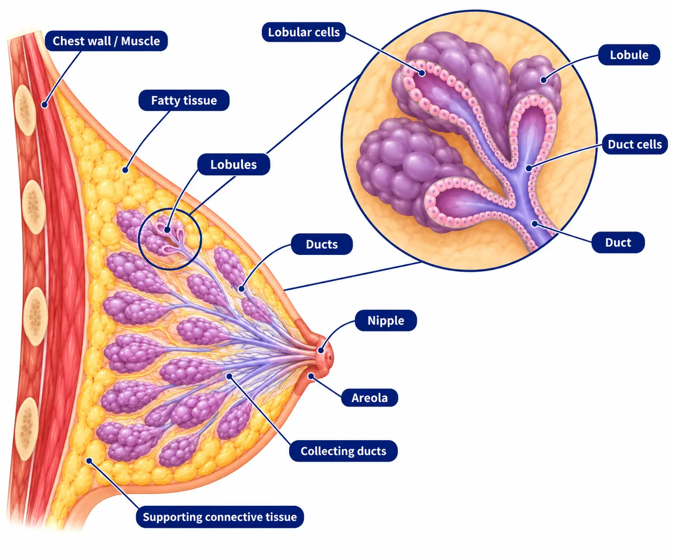 breast structure breast structure